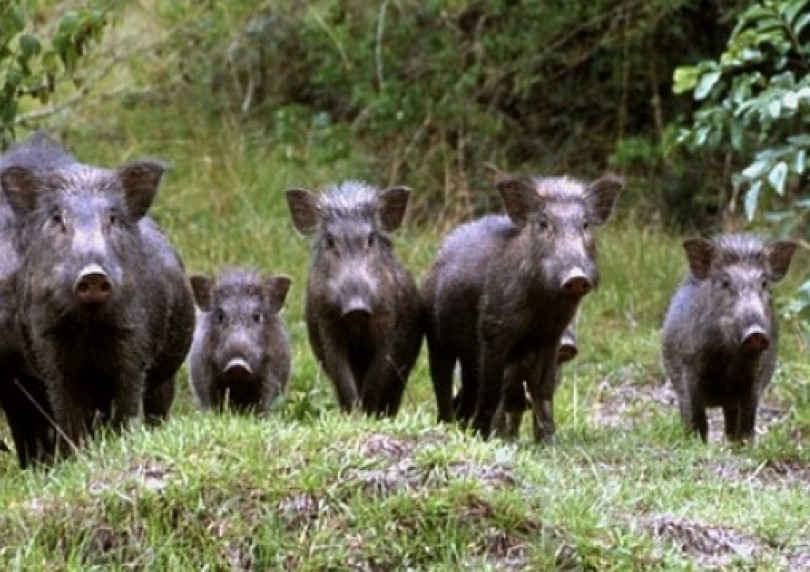 Emergenza cinghiali: lo Stato è assente e le Regioni hanno le mani legate